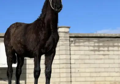 Potra PRE Negra, Valdeolivas.