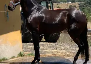 YEGUA DEPORTIVA ESPAÑOLA (ANGLOHISPANA)