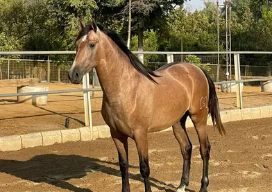 Pre inscrito vikingo ml