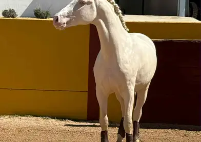POTRO LUSITANO