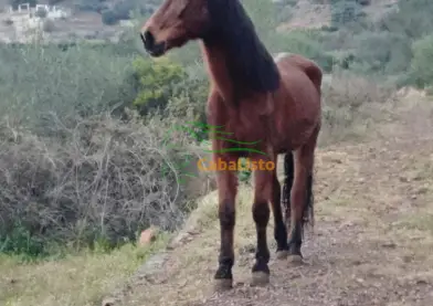 Hispano percheron 12 años castrado muy noble