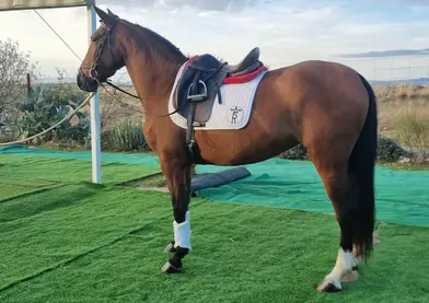 ✨ Yegua Pura Raza Española – 5 Años, 1.60 m de Alzada y Súper Noble 🇪🇸