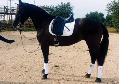 YEGUA PURA RAZA ESPAÑOLA  " FULANA XI "